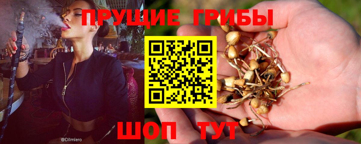 Галлюциногенные грибы Psilocybe Черняховск